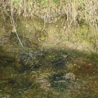 Marsh Frog